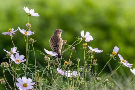 馬入ふれあい公園のノビタキ