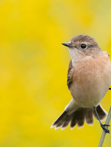 狭山湖のノビタキ