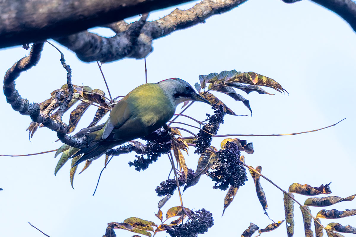 日向林道のアオゲラ