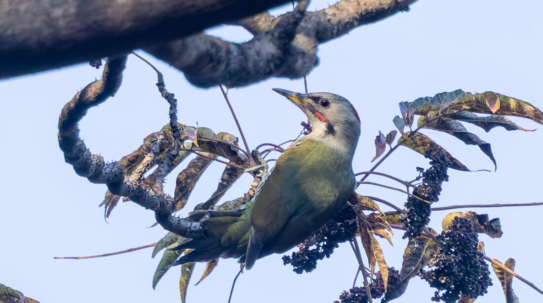 日向林道のアオゲラ