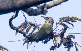 日向林道のアオゲラ
