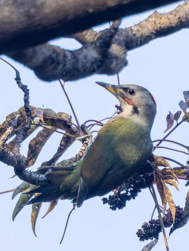 日向林道のアオゲラ