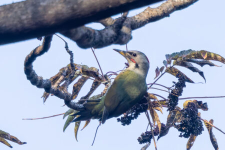 日向林道のアオゲラ