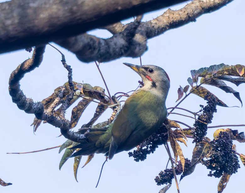 日向林道のアオゲラ