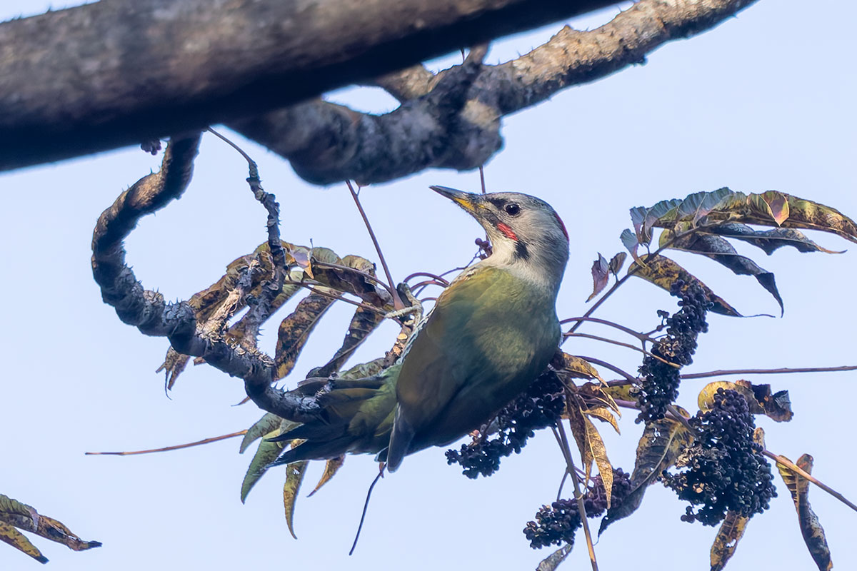 日向林道のアオゲラ