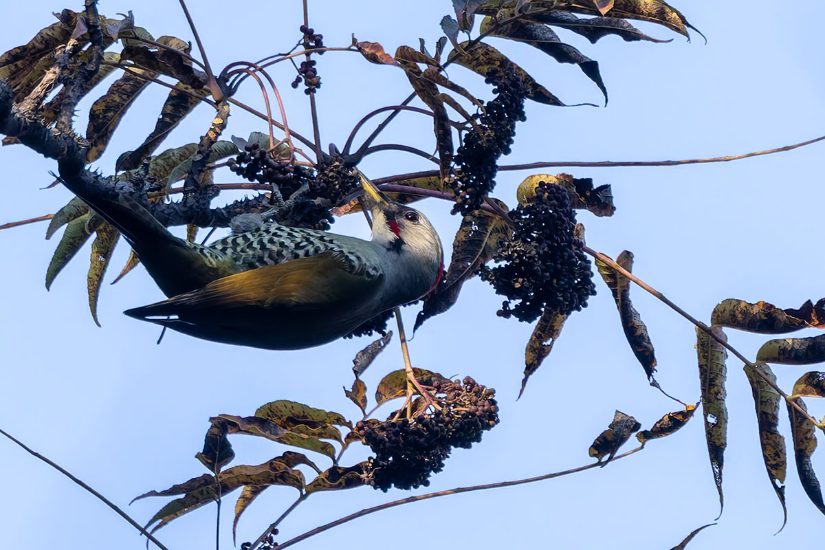 日向林道のアオゲラ