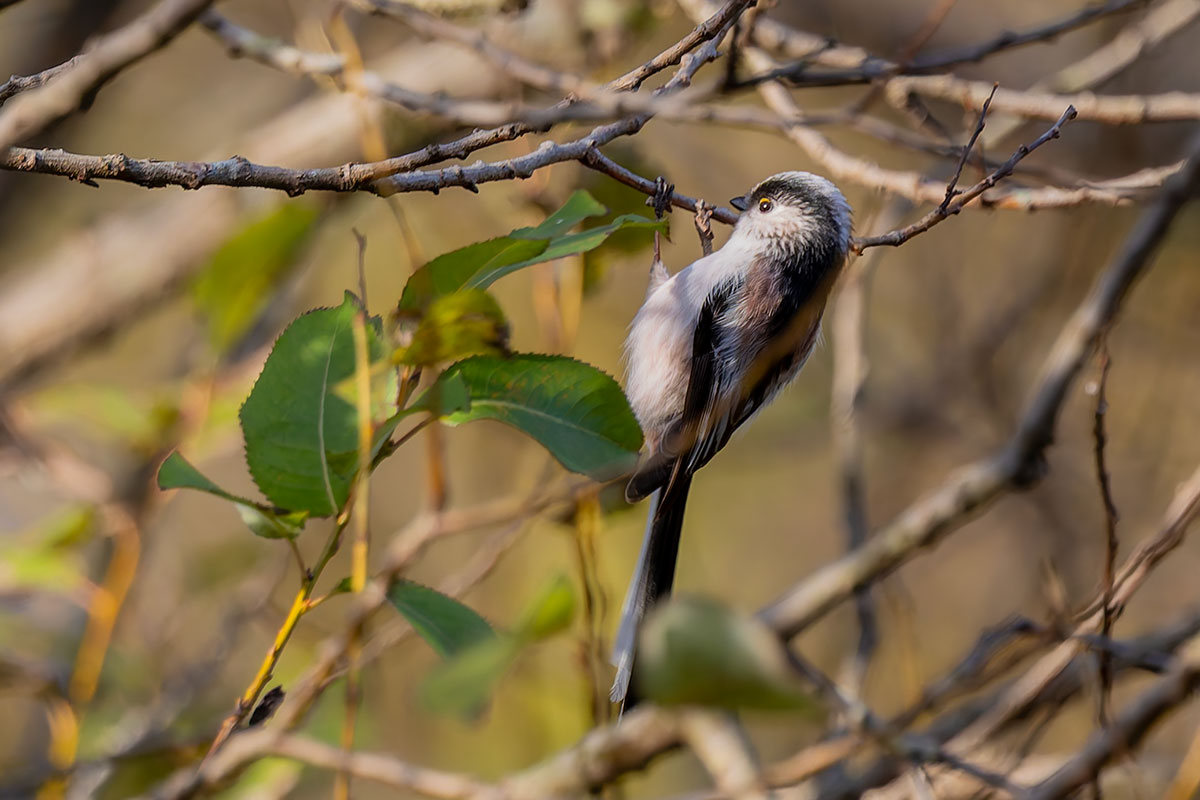 北本自然観察公園のエナガ