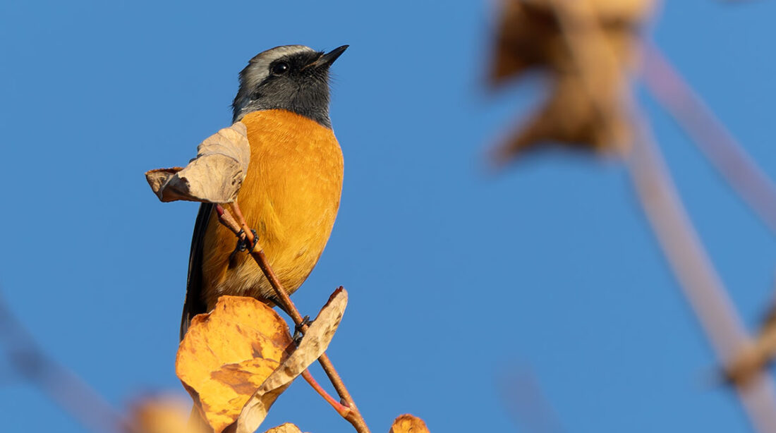 大石公園のジョウビタキ