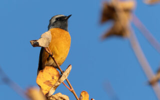 大石公園のジョウビタキ