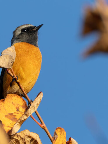 大石公園のジョウビタキ