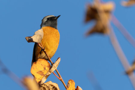 大石公園のジョウビタキ