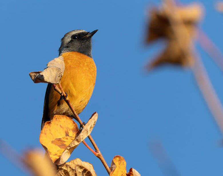 大石公園のジョウビタキ