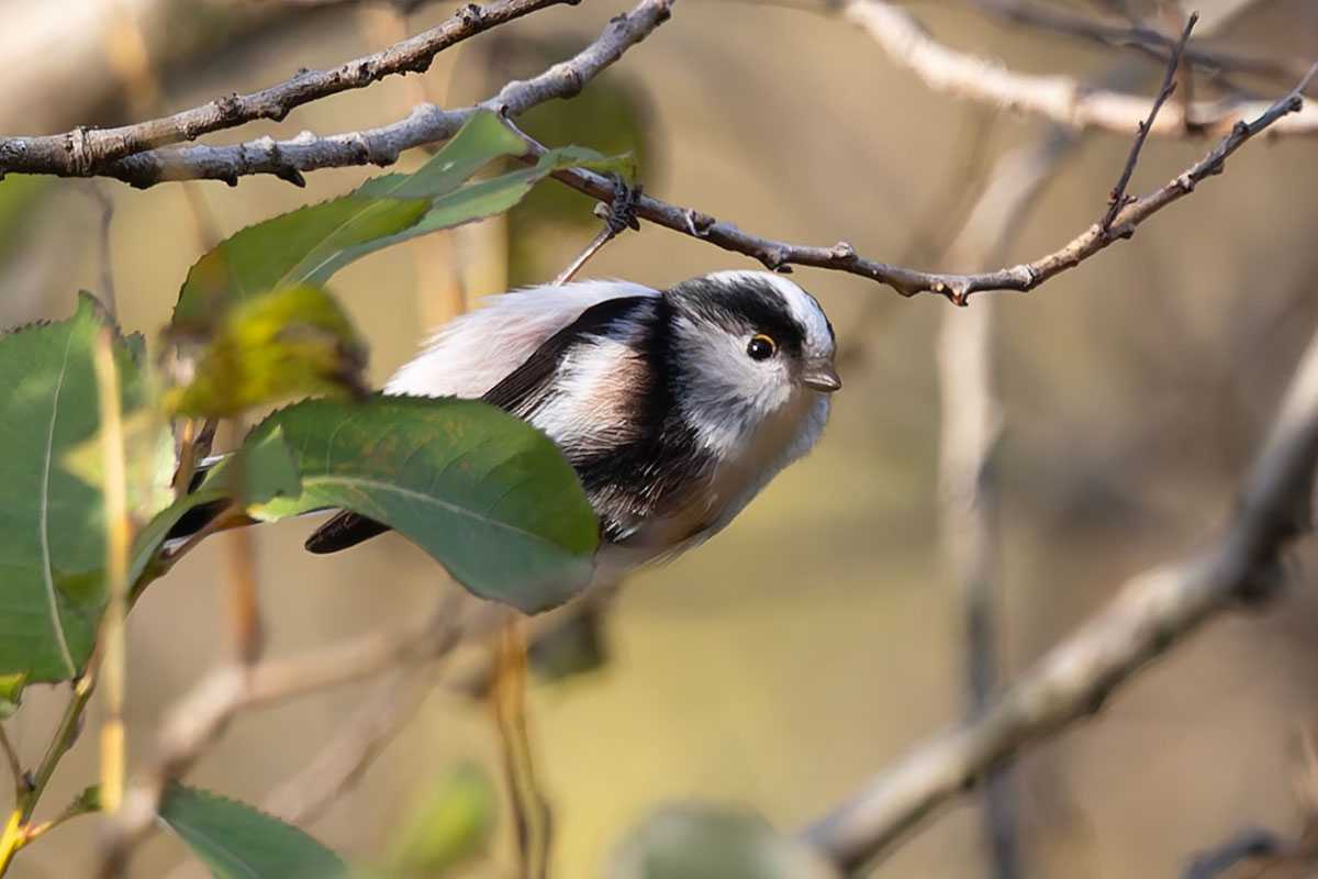 北本自然観察公園のエナガ