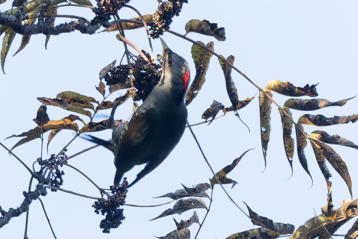 日向林道のアオゲラ