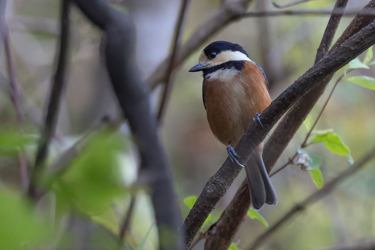 日向林道のヤマガラ