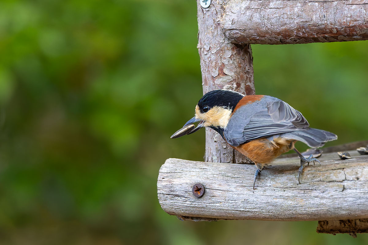 西湖野鳥の森公園のヤマガラ