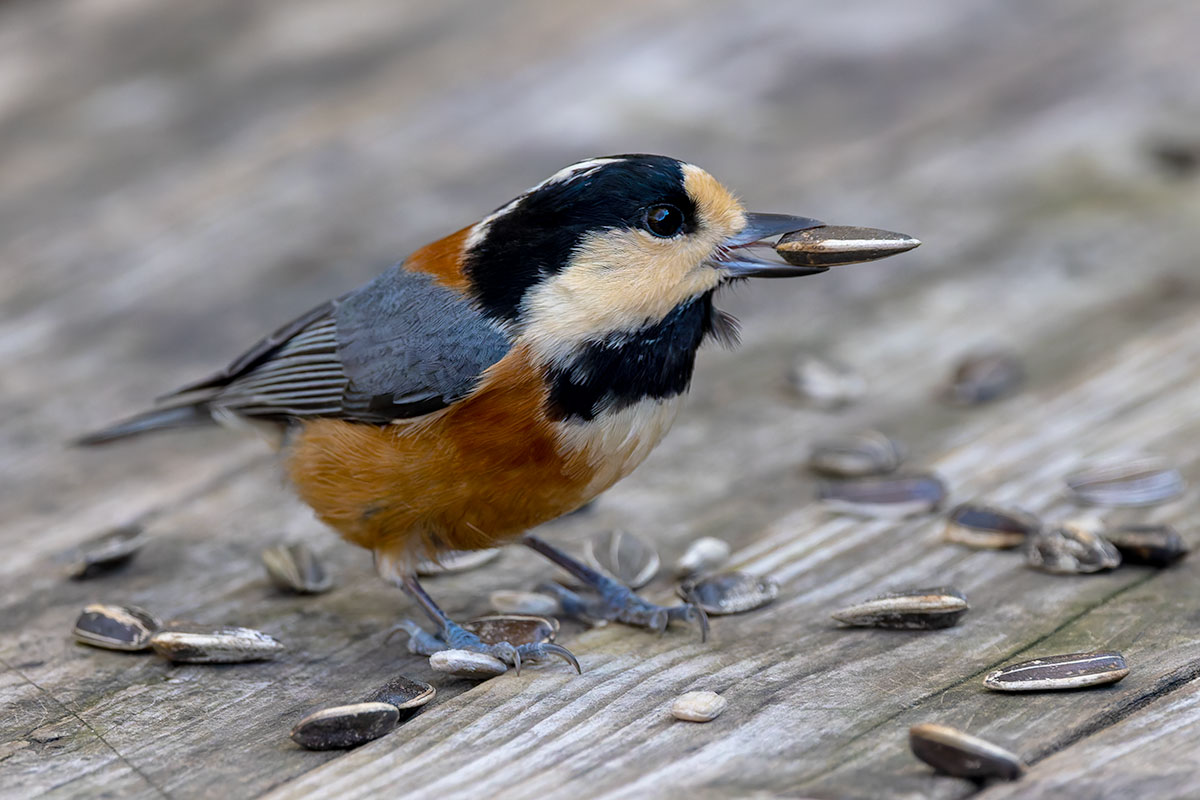 西湖野鳥の森公園のヤマガラ