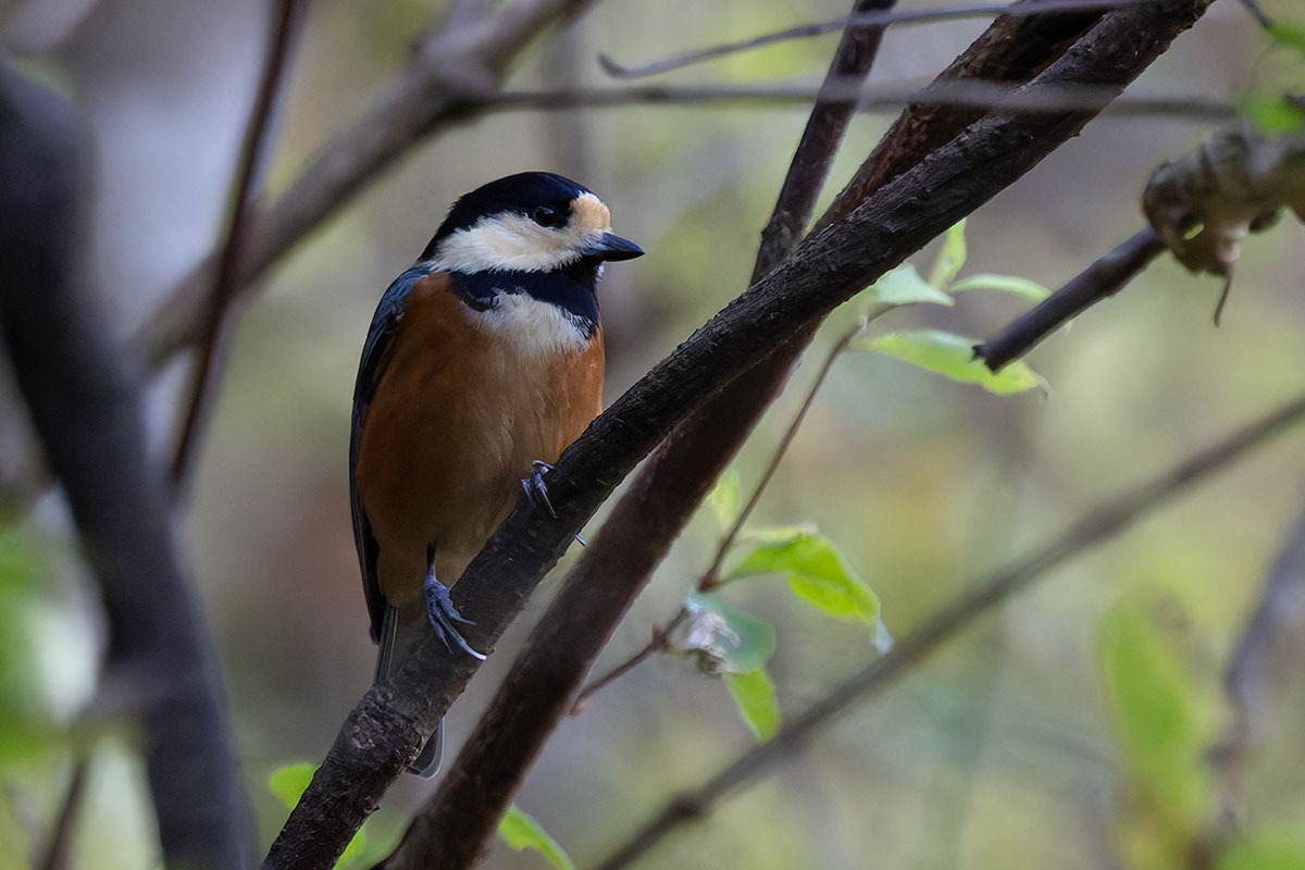 日向林道のヤマガラ