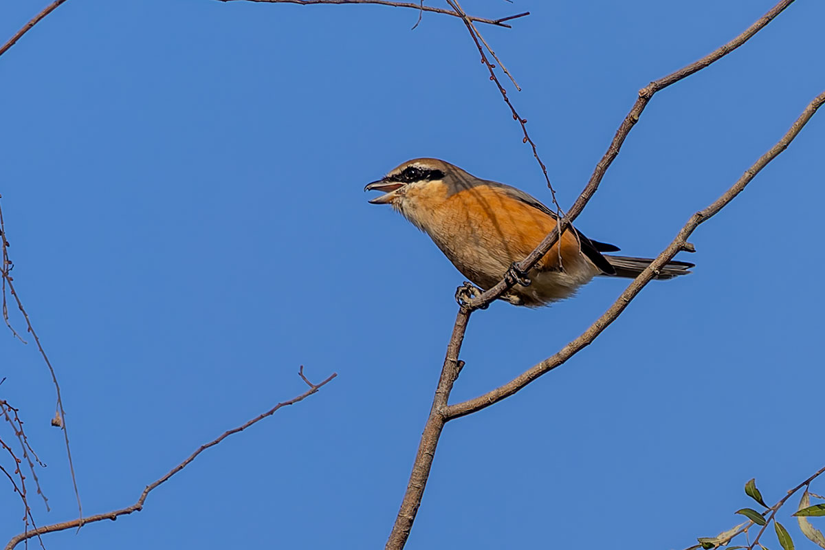 北本自然観察公園のモズ