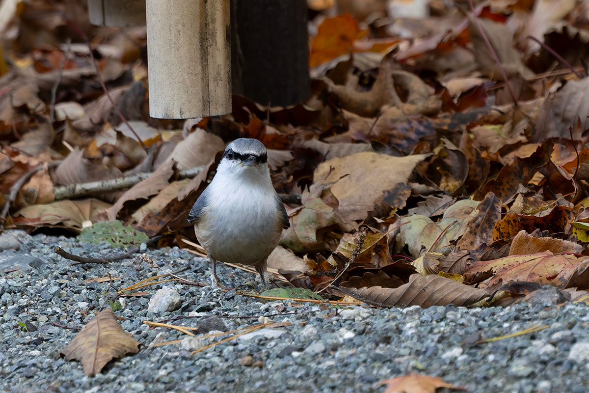 西湖野鳥の森公園のゴジュウカラ