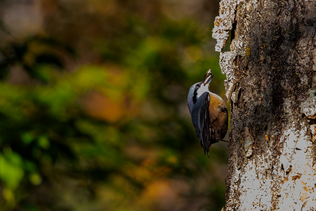 西湖野鳥の森公園のゴジュウカラ