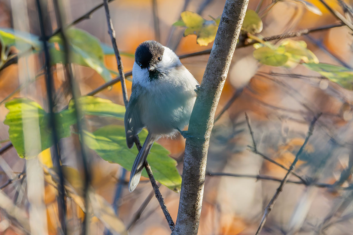 埼玉県民の森のコガラ