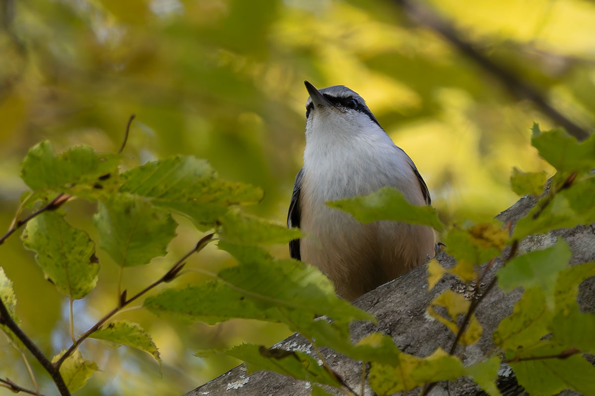 西湖野鳥の森公園のゴジュウカラ