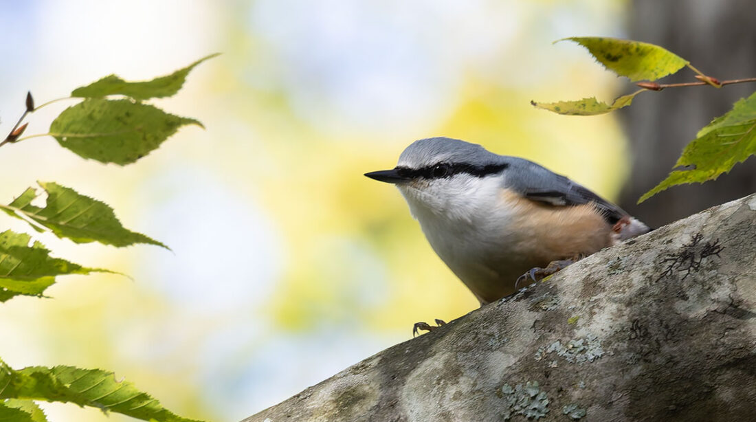 西湖野鳥の森公園のゴジュウカラ