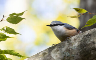 西湖野鳥の森公園のゴジュウカラ