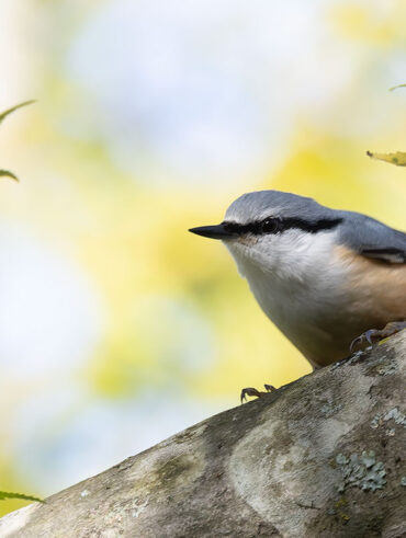 西湖野鳥の森公園のゴジュウカラ