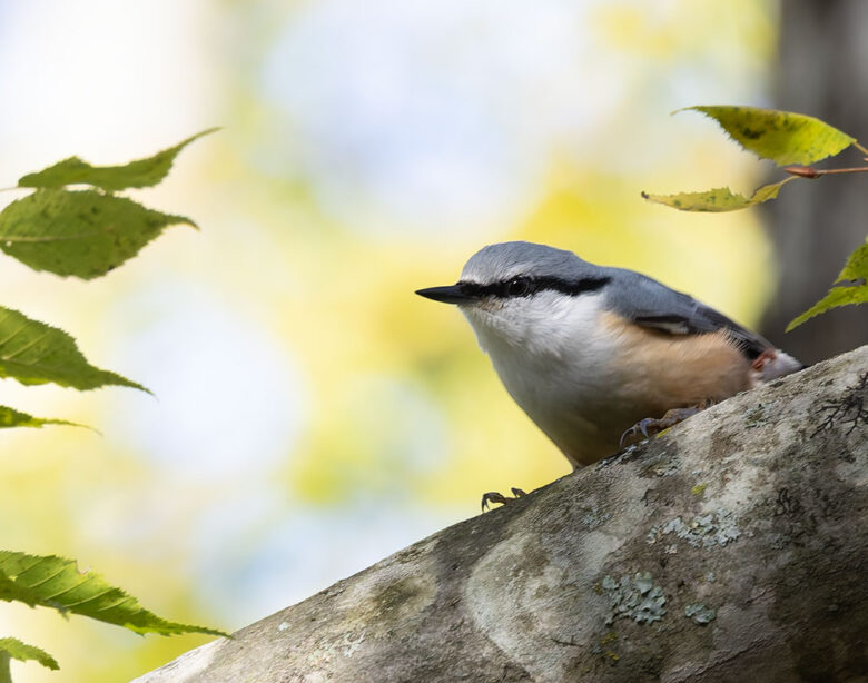 西湖野鳥の森公園のゴジュウカラ
