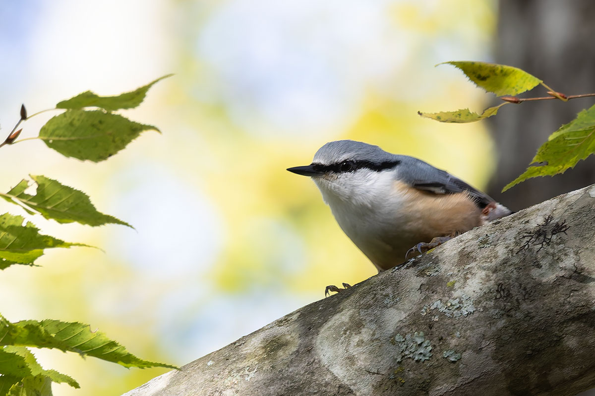 西湖野鳥の森公園のゴジュウカラ