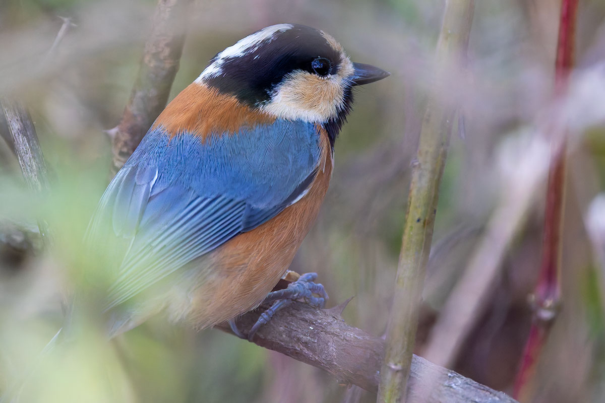 北本自然観察公園のヤマガラ