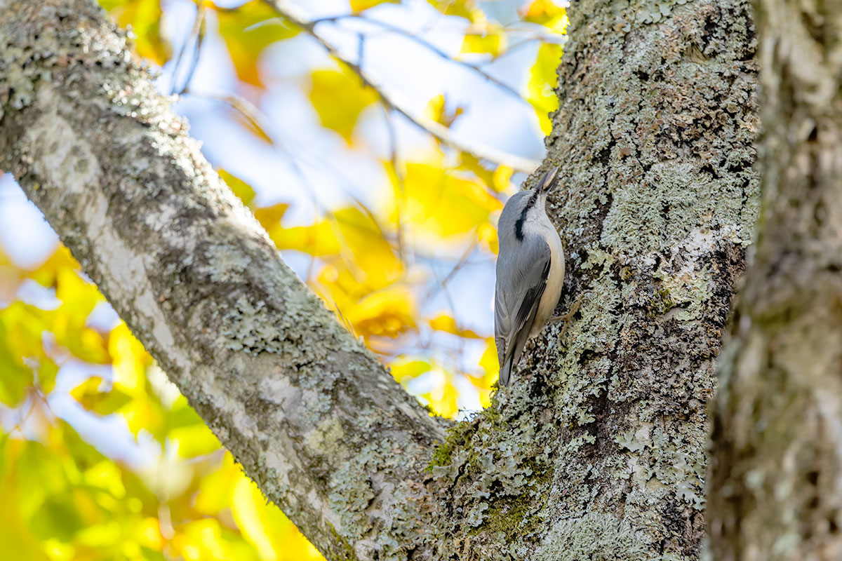 西湖野鳥の森公園のゴジュウカラ