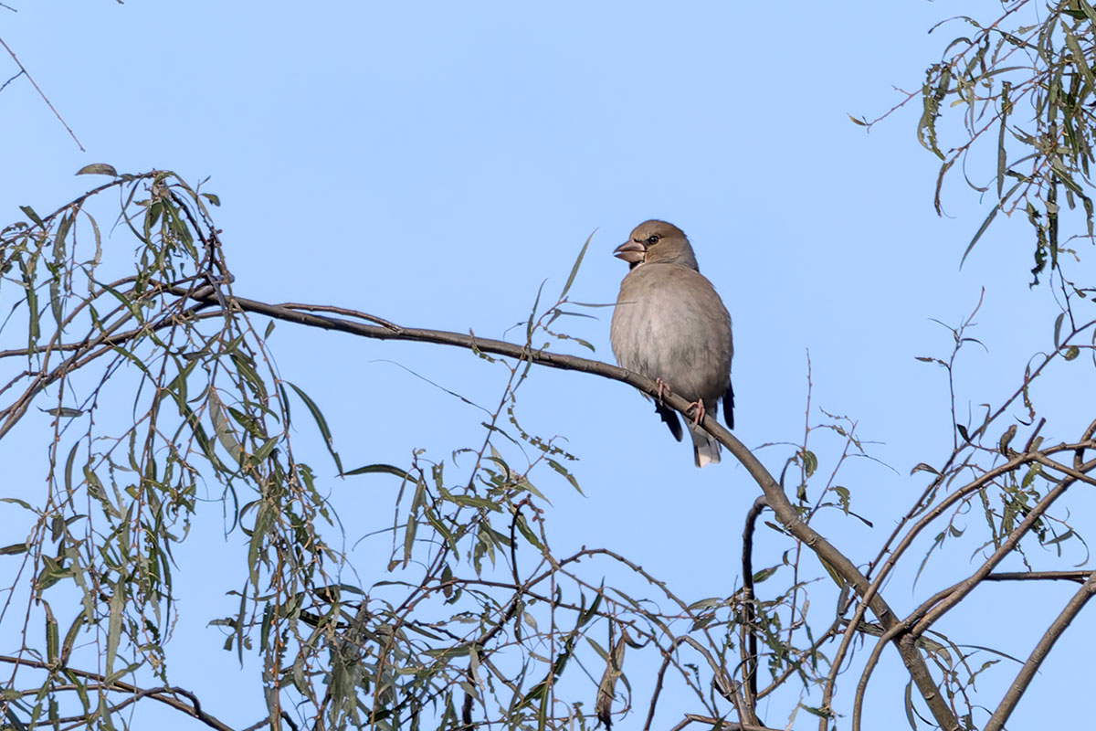 北本自然観察公園のシメ
