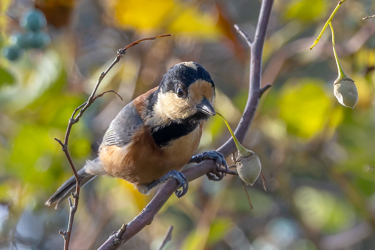 北本自然観察公園のヤマガラ