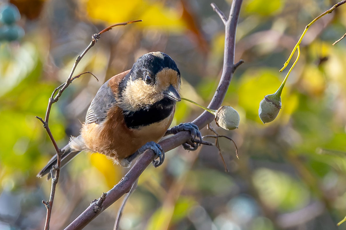北本自然観察公園のヤマガラ