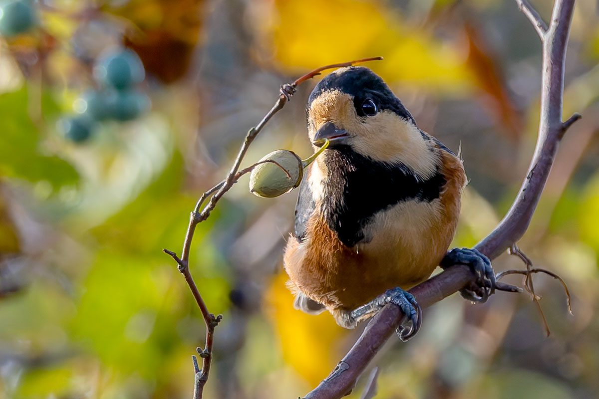 北本自然観察公園のヤマガラ