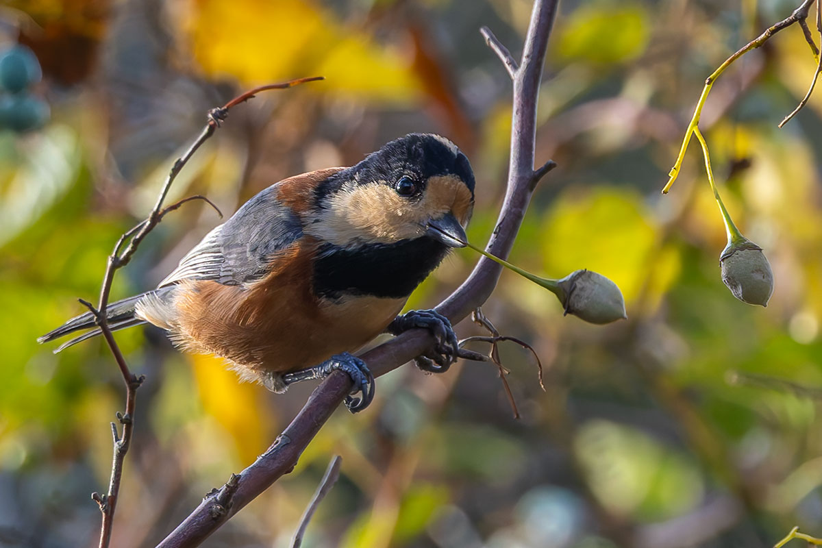 北本自然観察公園のヤマガラ