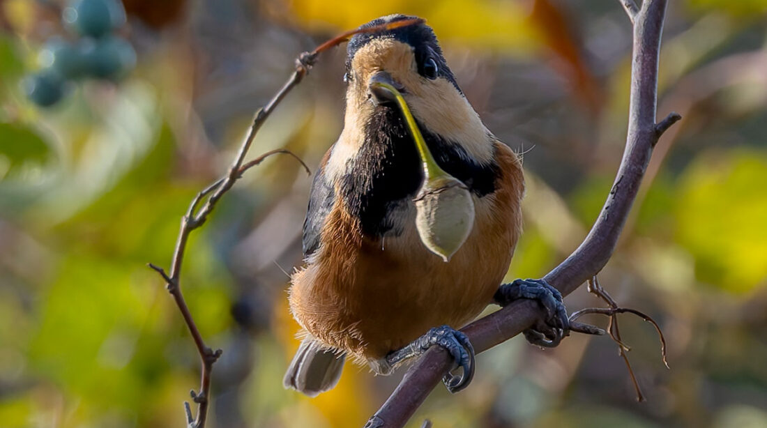 北本自然観察公園のヤマガラ