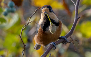 北本自然観察公園のヤマガラ
