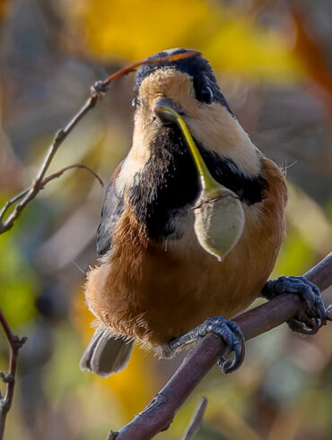 北本自然観察公園のヤマガラ
