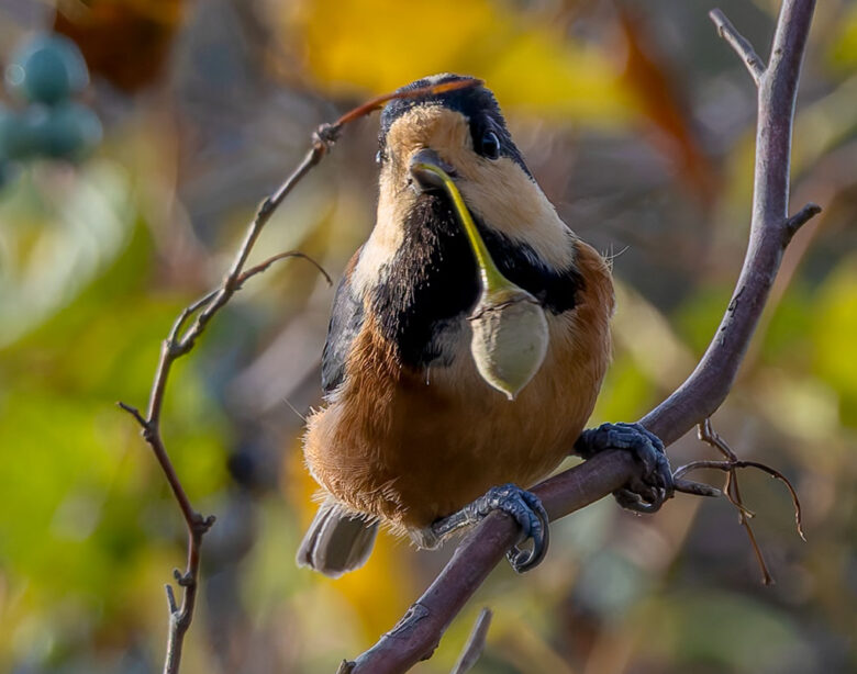 北本自然観察公園のヤマガラ