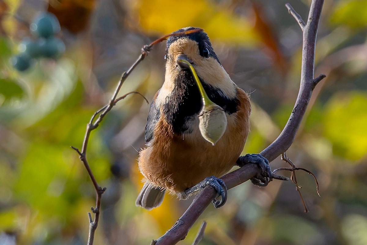 北本自然観察公園のヤマガラ