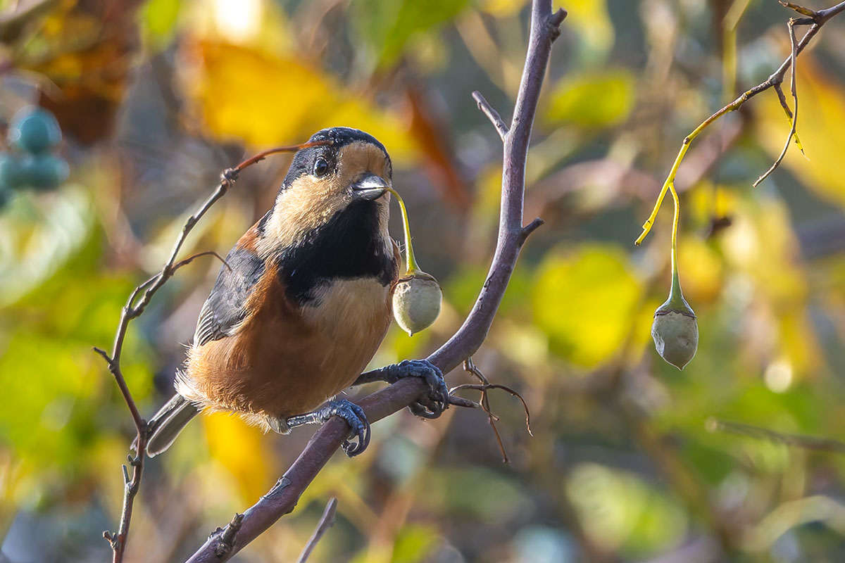 北本自然観察公園のヤマガラ