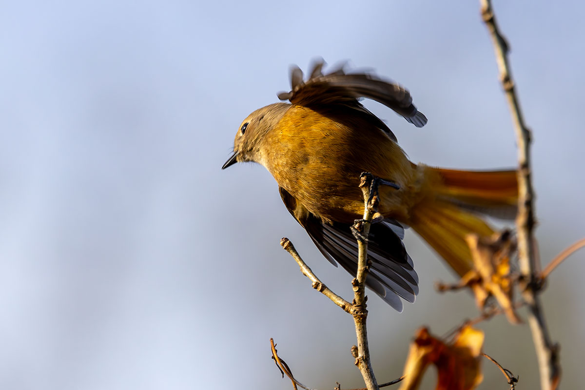 北本自然観察公園のジョウビタキ