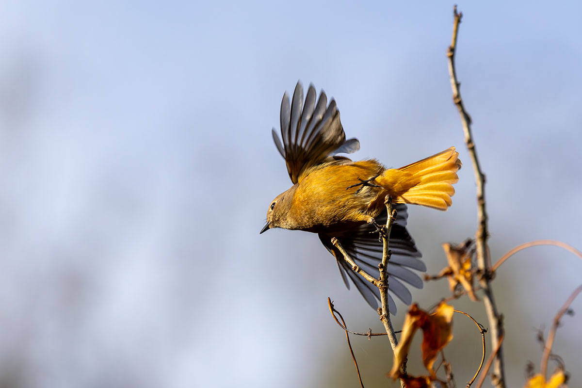 北本自然観察公園のジョウビタキ