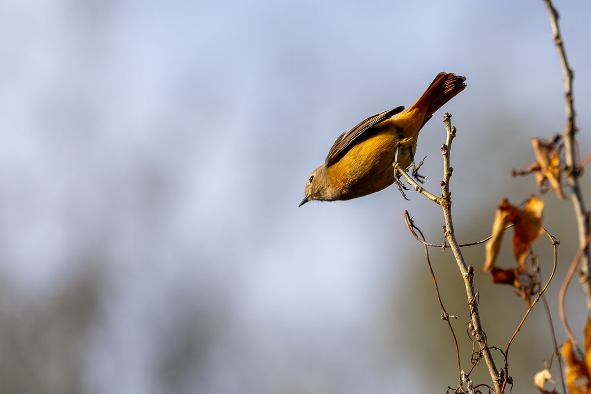 北本自然観察公園のジョウビタキ