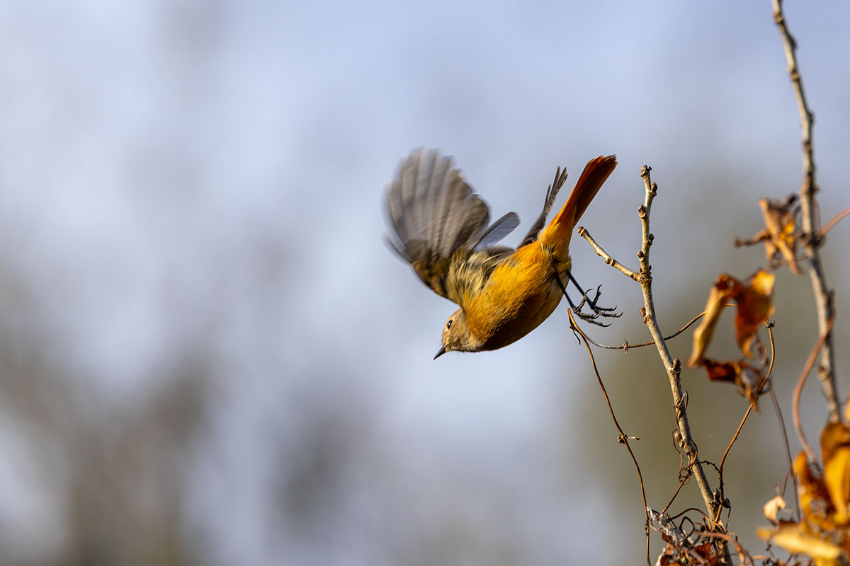 北本自然観察公園のジョウビタキ