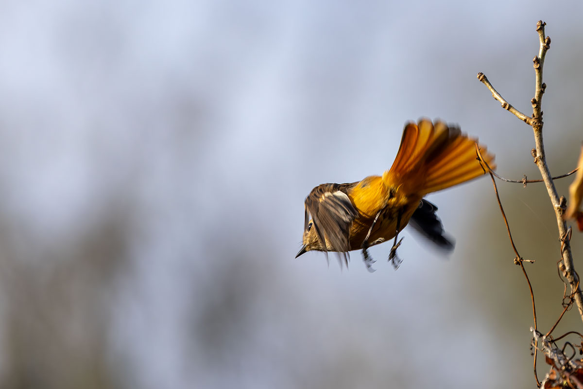 北本自然観察公園のジョウビタキ
